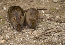 Samo 3 kapi i miševi i pacovi su nestali TRAJNO! – RECEPT