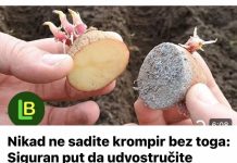Nikad ne sadite krompir bez toga: Siguran put da udvostručite prinos. MJESEC DANA PRIJE SADNJE…