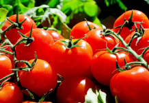 Nakon sadnje, paradajza MORATE zaliti 3 puta ovom otopinom: Sigurno da nikada prije niste imali takav urod!