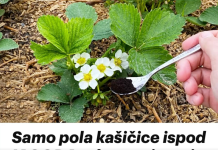 Samo pola kašičice ispod JAGODA tokom cvjetanja: Plodovi su krupni i slatki!