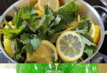 RECEPT ZA SIRUP OD KOPRIVE: OBRATITE NA ZNANJE, SVI KOJI SU GA PROBALI, UTVRDILI SU DA JE IZUZETAN!