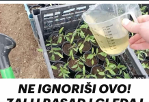 NE IGNORIŠI OVO! ZALIJ RASAD I GLEDAJ KAKO RASTE KAO LUD!