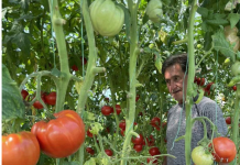 ODLUČILA JE OTKRITI SVOJU TAJNU: Ako poslušate savjet paradajz u vašoj bašti će nicati kao lud i biće PREUKUSAN….