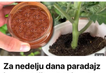 Za nedelju dana paradajz ima stabljiku deblju od malog prsta! Zalijevam ga OVOM smjesom..