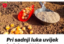 Pri sadnji luka uvijek dodajem OVO, zato su glavice uvijek krupne.