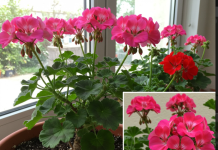 Pospite ovaj sastojak po svojim kućnim biljkama i cijelo susjedstvo će vam zavidjeti