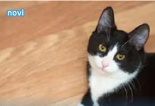 Mačka vam je donijela miša na kućni prag? Evo šta vam time poručuje