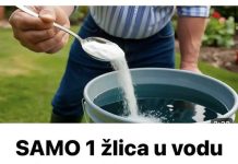 SAMO 1 žlica u vodu i sve biljke rastu dvostruko brže (VIDEO)