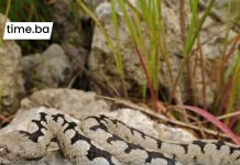 Osjetite li ovaj miris u svom domu? To može značiti da se negdje krije zmija otrovnica!