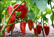 NE BACAJTE PETELJKE 0D PAPRIKA: Kad Pročitate Čemu Služe Čuvaćete Ih Kao 0či U Glavi