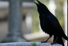 SIGNALI KOJE PREMINULE OSOBE ŠALJU: Poznati medij tvrdi da je to ZNAK da su tu i da nam žele nešto poručiti