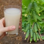 Susjedi će vam zavidjeti – evo kako oživjeti svoje krastavce i rajčice