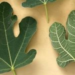 OTKRIJTE SNAGU SMOKVINOG LISTA! 🍃💪 10 ČUDA ZDRAVLJA KOJA MORATE ZNATI 🌟🍵