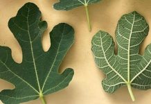 OTKRIJTE SNAGU SMOKVINOG LISTA! 🍃💪 10 ČUDA ZDRAVLJA KOJA MORATE ZNATI 🌟🍵