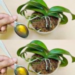 Sipajte samo jednom! Najslabija orhideja momentalno postaje jaka i cvjeta cijelu godinu…