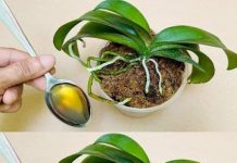 Sipajte samo jednom! Najslabija orhideja momentalno postaje jaka i cvjeta cijelu godinu…