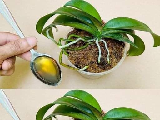 Sipajte samo jednom! Najslabija orhideja momentalno postaje jaka i cvjeta cijelu godinu…