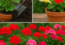 Narast će dvostruko veće i dat će više cvjetova – ovo je metoda koju sam primijenio da transformiram svoje geranije u jednom koraku.