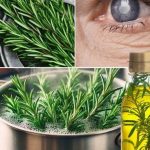 Ružmarin za zdravlje očiju: biljna otopina za liječenje katarakte i upale očiju.