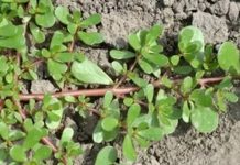 Tušt: Zanemarena superhrana koja nudi iznimne zdravstvene prednosti