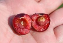 Jeste li konzumirali višnju koja sadrži crva? Ovdje je objašnjenje stvarnih procesa koji se odvijaju u vašem tijelu.