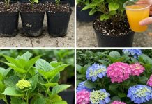 Zanemarite potrebu za skupim gnojivima—otkrijte metode za pojačavanje cvatnje vaših hortenzija, ruža ili geranija kao nikada prije.