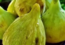 SMOKVE KAO LIJEK: Pogledajte kako vam mogu pomoći i za šta su dobre!