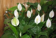 Spathiphyllum još jednom buja sa samo jednom žlicom dodanom u lonac: pogledajte recept koji ga je spasio!