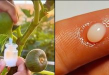 VEĆINA LJUDI NEMA POJMA KOLIKO JE SOK OD SMOKVE VAŽAN: ZLATA VRIJEDI… 🔥🍃Otkrijte zašto je ovaj prirodni čudotvorac pravo blago!