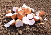 Suzdržite se od bacanja ljuski jaja! Umjesto toga, razmislite o tome da ih stavite u svoj vrt; razlozi za to vas mogu začuditi.