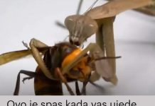 Spas kada vas ujede osa, pčela ili stršljen: Na MJESTO UBODA stavite ovo i bol i otok nestaju