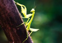 Kada BOGOMOLJKA uđe u vašu kuću, to znači SAMO JEDNO: Njeno prisustvo nosi važnu poruku, evo i koju