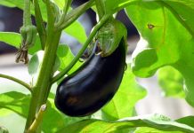 OD STRAŠNIH BOLOVA NIJE MOGLA DA ŽIVI: Oporavila kosti i zglobove za 10 dana jednom namirnicom!