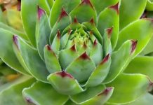 Čim ustanem pojedem po 1 list čuvarkuće: Evo šta mi se desilo NAKON SAMO PAR DANA!