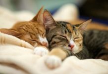 NEPOZNATA MAČKA VAM SE POJAVILA NA KUĆNOM PRAGU? INDIJSKO VJEROVANJE UPOZORAVA: “U toj kući će uskoro biti…”