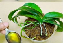 SIPAJTE SAMO JEDNOM: Najslabija orhideja odmah postaje jaka i cvjeta cijele godine