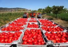 Svježi paradajz i do 2 godine: Sigurna metoda da traje duže…