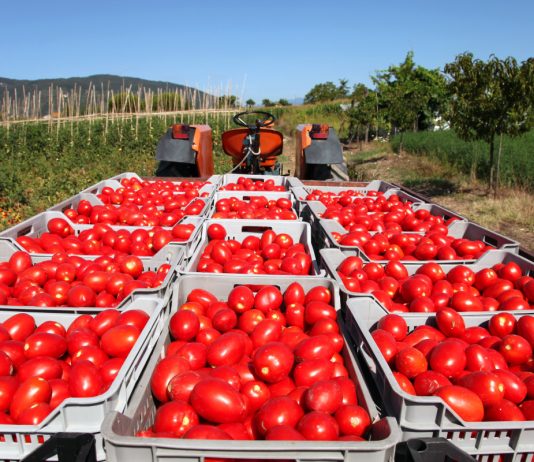 Svježi paradajz i do 2 godine: Sigurna metoda da traje duže…