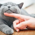 Mačka je pravi lek za čoveka: 7 bolesti koje samo ona može da izleči