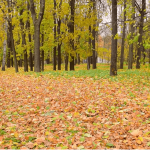 NIKAD ne bacaj jesensko lišće! Vrijedi više od zlata…