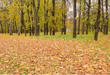 NIKAD ne bacaj jesensko lišće! Vrijedi više od zlata…