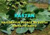 POVRĆE JE TOLIKO ZDRAVO DA O NJEMU PIŠE NJUJORK TAJMS: Amerikanci daju po 30 dolara za jedan list, a ono raste kod nas