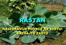 POVRĆE JE TOLIKO ZDRAVO DA O NJEMU PIŠE NJUJORK TAJMS: Amerikanci daju po 30 dolara za jedan list, a ono raste kod nas