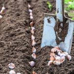 NIKAD ne sadite češnjak u jesen ako OVO niste znali! Bit će ogroman…