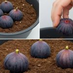 Zakopajte 4 smokve u vazu punu zemlje, ne možete ni zamisliti šta će se desiti ubrzo nakon toga