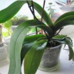 ORHIDEJE VAM NE CVJETAJU? Stavite samo 1 namirnicu u korijen i bujaće tokom cijele godine