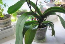 ORHIDEJE VAM NE CVJETAJU? Stavite samo 1 namirnicu u korijen i bujaće tokom cijele godine