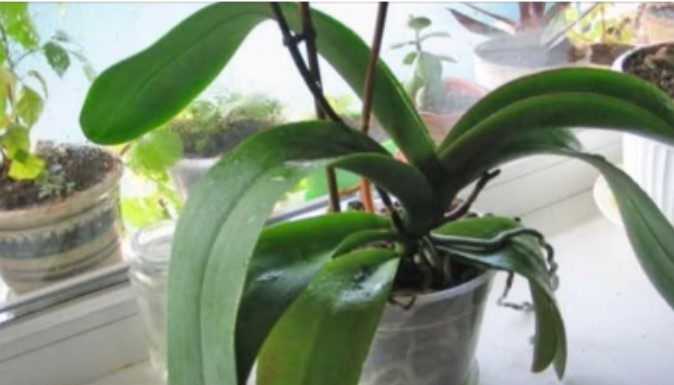 ORHIDEJE VAM NE CVJETAJU? Stavite samo 1 namirnicu u korijen i bujaće tokom cijele godine