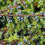 NAJJAČI PRIRODNI LIJEK ZA ŠEĆERNU BOLEST: Obavezno zabilježite recept jer je njegova priprema jako jednostavna !