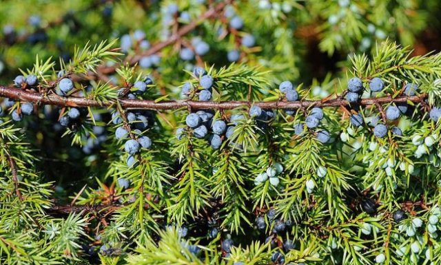 NAJJAČI PRIRODNI LIJEK ZA ŠEĆERNU BOLEST: Obavezno zabilježite recept jer je njegova priprema jako jednostavna !